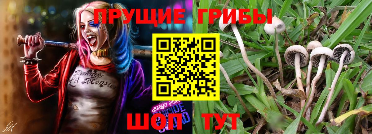Галлюциногенные грибы прущие грибы  Вход с VPN  Заволжье 